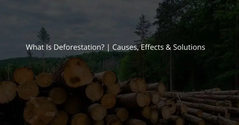 What is Deforestation? Causes, Effects & Solutions