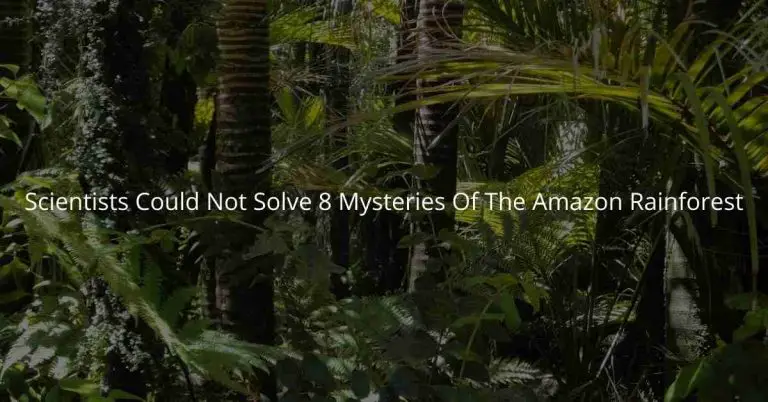 Scientists could not solve 8 mysteries of the Amazon Rainforest