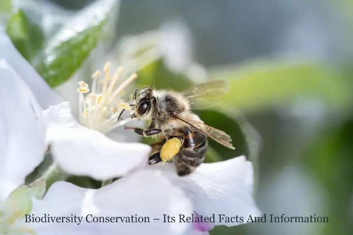 Biodiversity Conservation – Its Related Facts And Information
