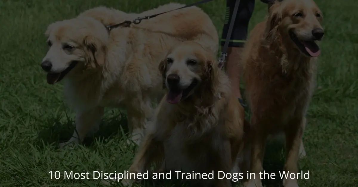10 Most Disciplined and Trained Dogs in the World