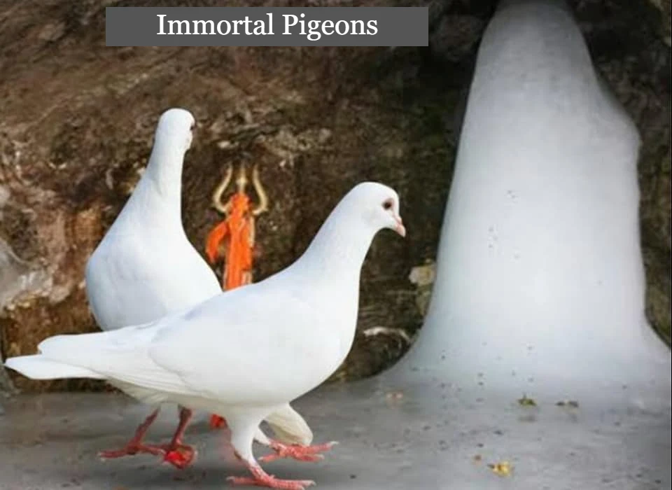 The mystery of 2 immortal pigeons in the cave of Amarnath