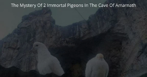 The Mystery Of 2 Immortal Pigeons In The Cave Of Amarnath