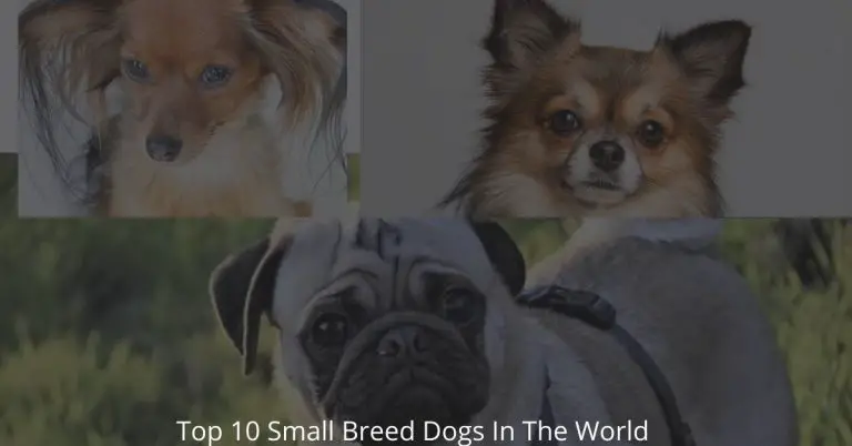 Top 10 Small Breed Dogs in the World