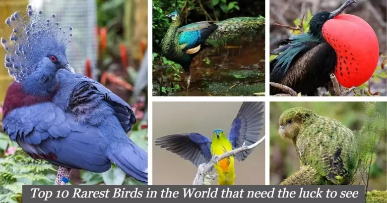 Top 10 Rarest Birds in the World that need the luck to see