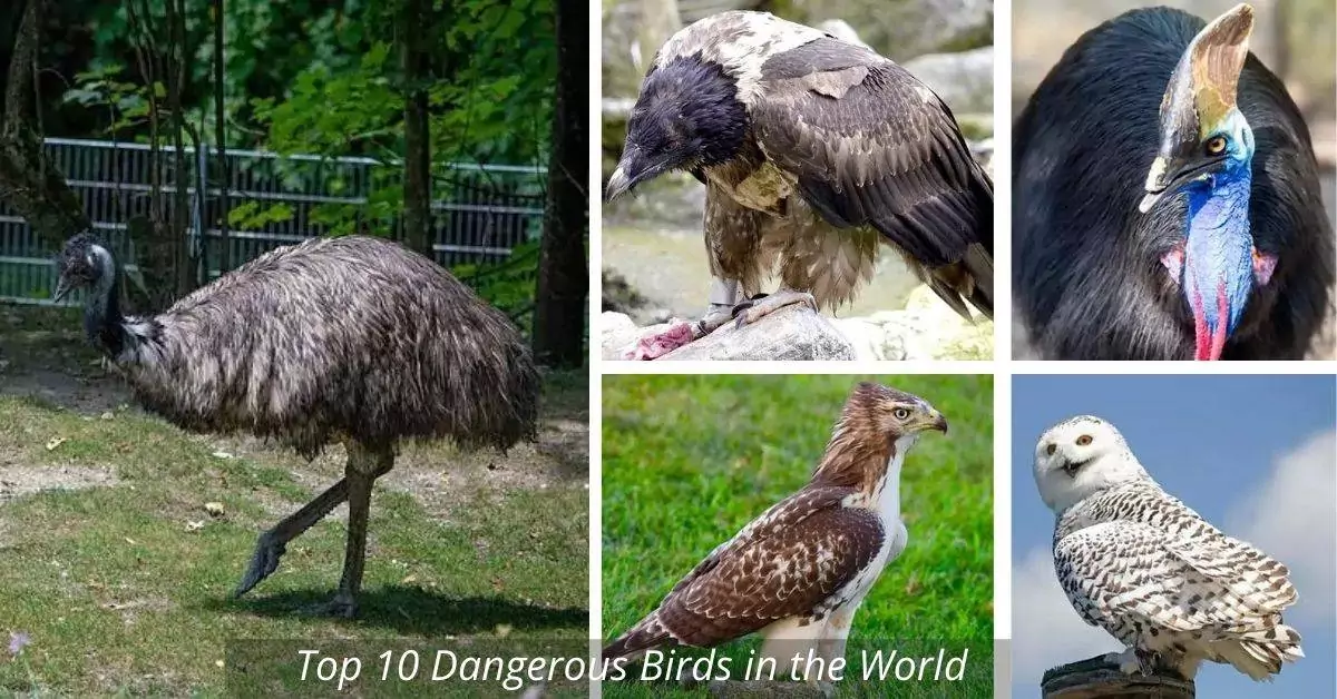 top 10 dangerous birds in the world
