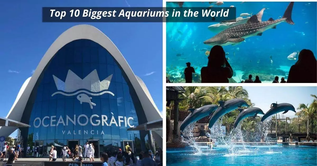 Top 10 Biggest Aquariums in the World