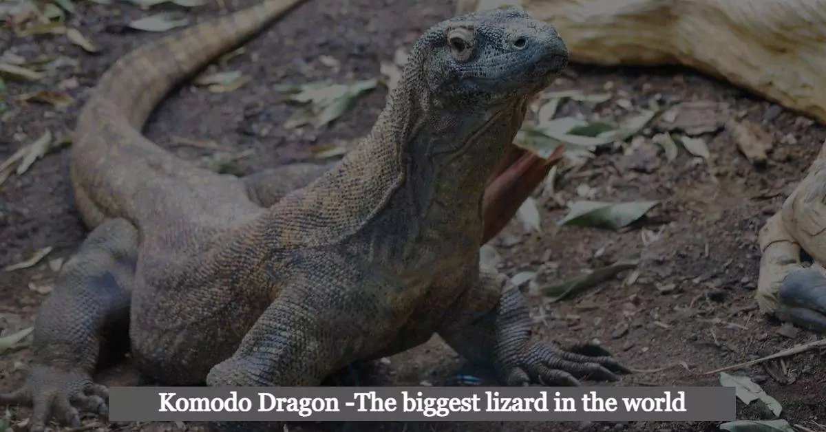 Komodo Dragon -The biggest lizard in the world