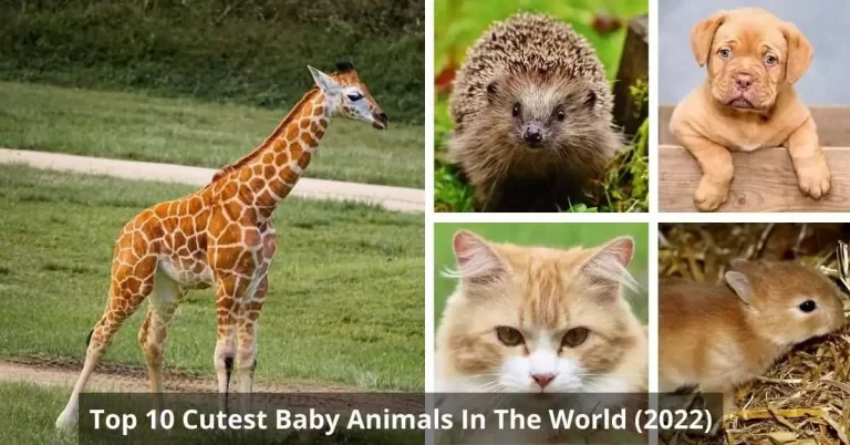 Top 10 Cutest Baby Animals In The World (2022)
