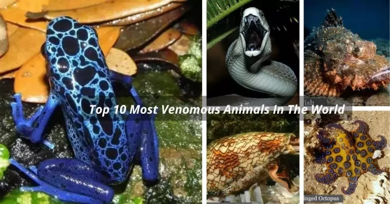 Top 10 Most Venomous Animals In The World