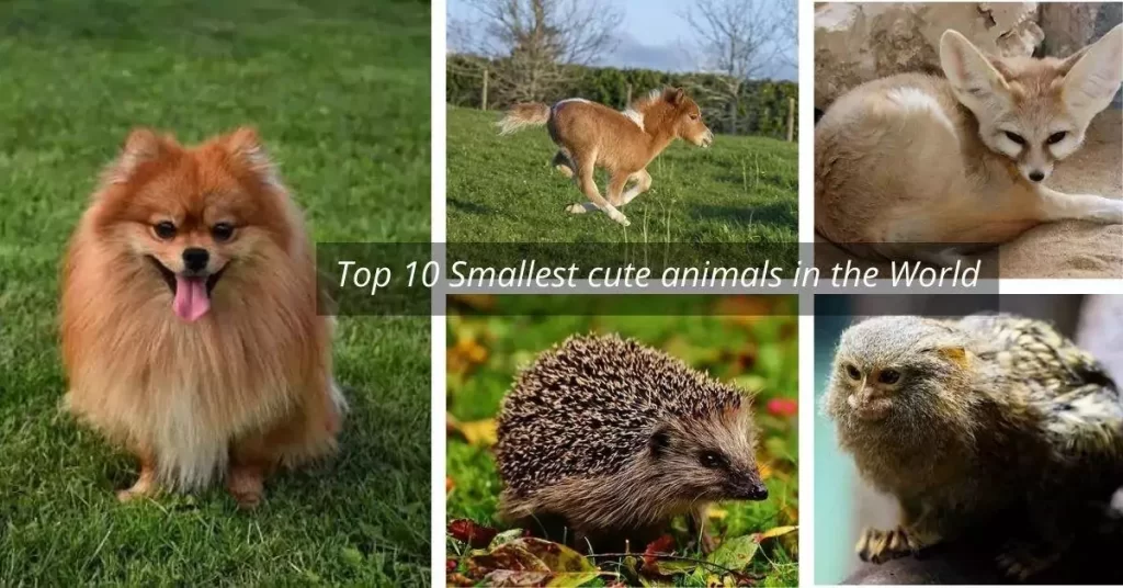 Top 10 Smallest cute animals in the World