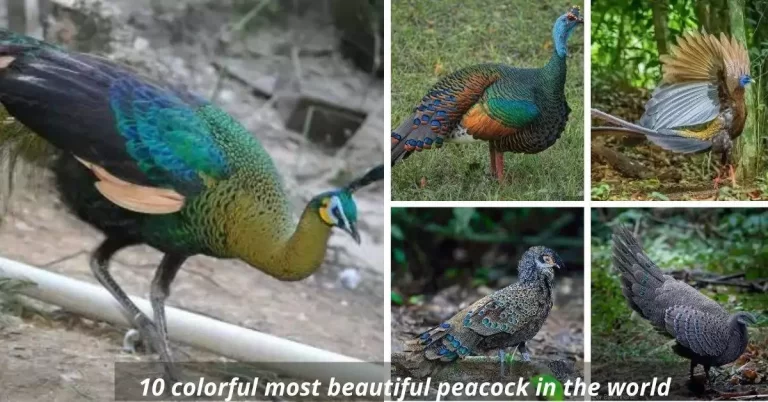 10 colorful most beautiful peacocks in the world