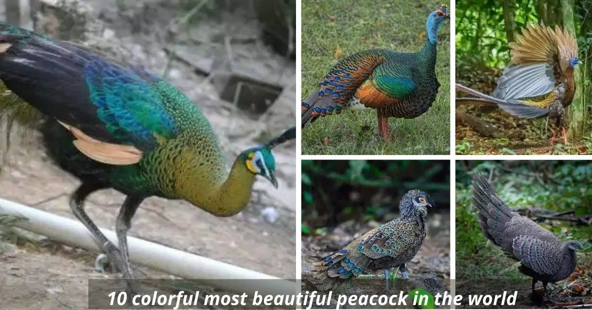 10 colorful most beautiful peacock in the world