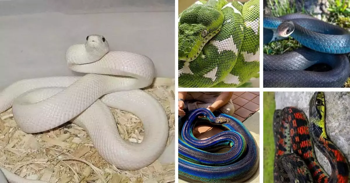 Top 11 Most Beautiful Snakes in the World