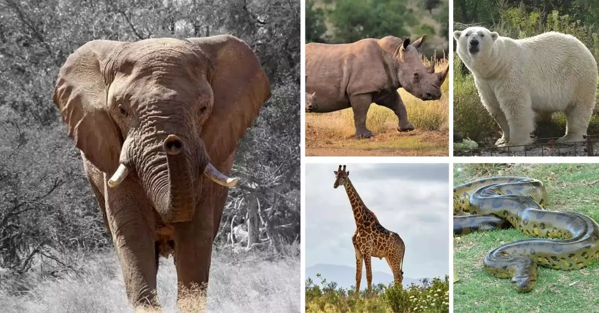 biggest land animals in the world