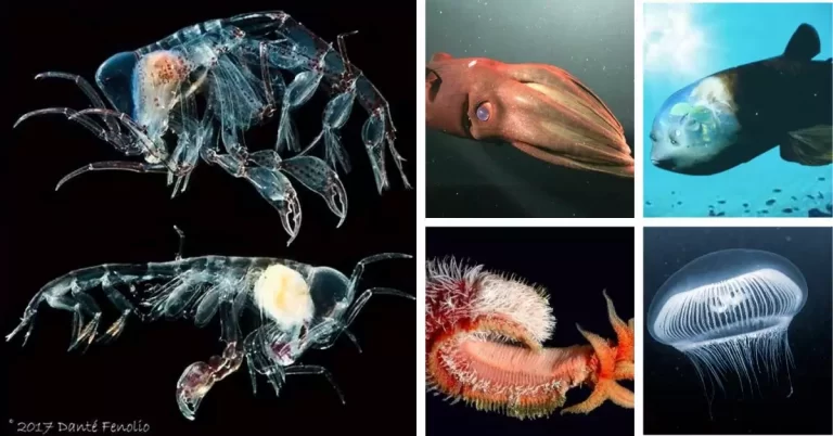 The 10 weird creatures in the deep sea