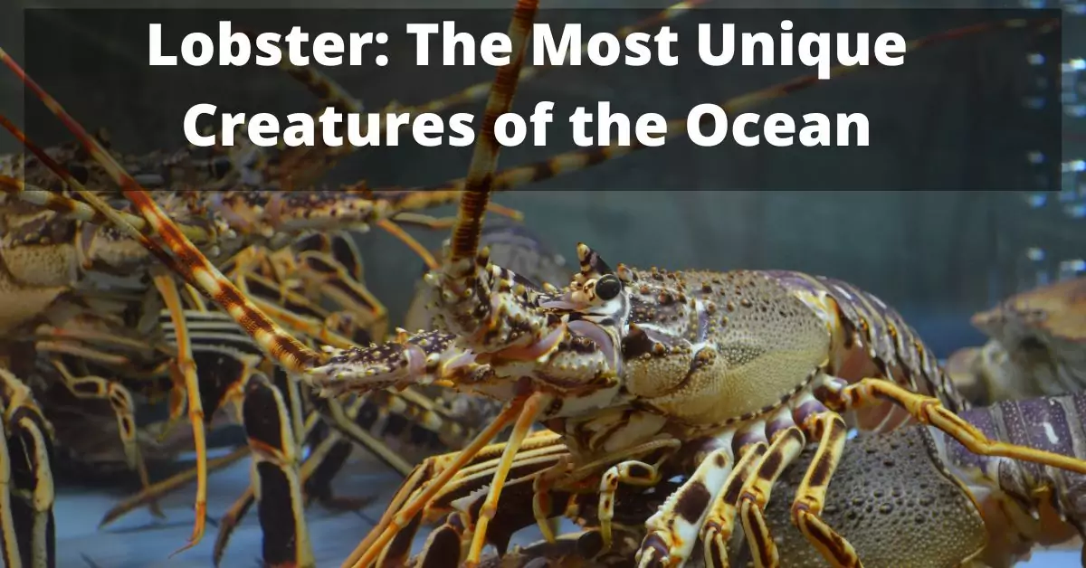 Lobster The Most Unique Creatures of the Ocean