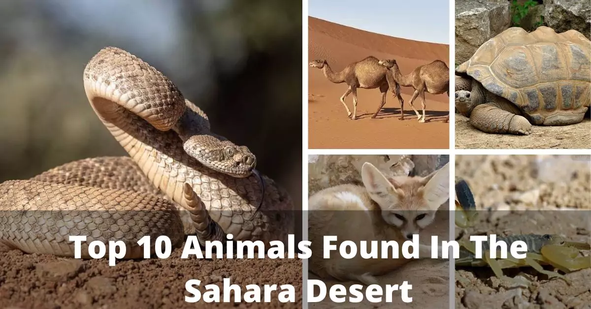 Top 10 Animals Found In The Sahara Desert