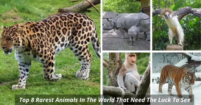 Top 8 Rarest Animals In The World That Need The Luck To See