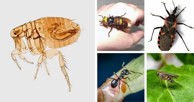 Top 10 most dangerous insect in the world
