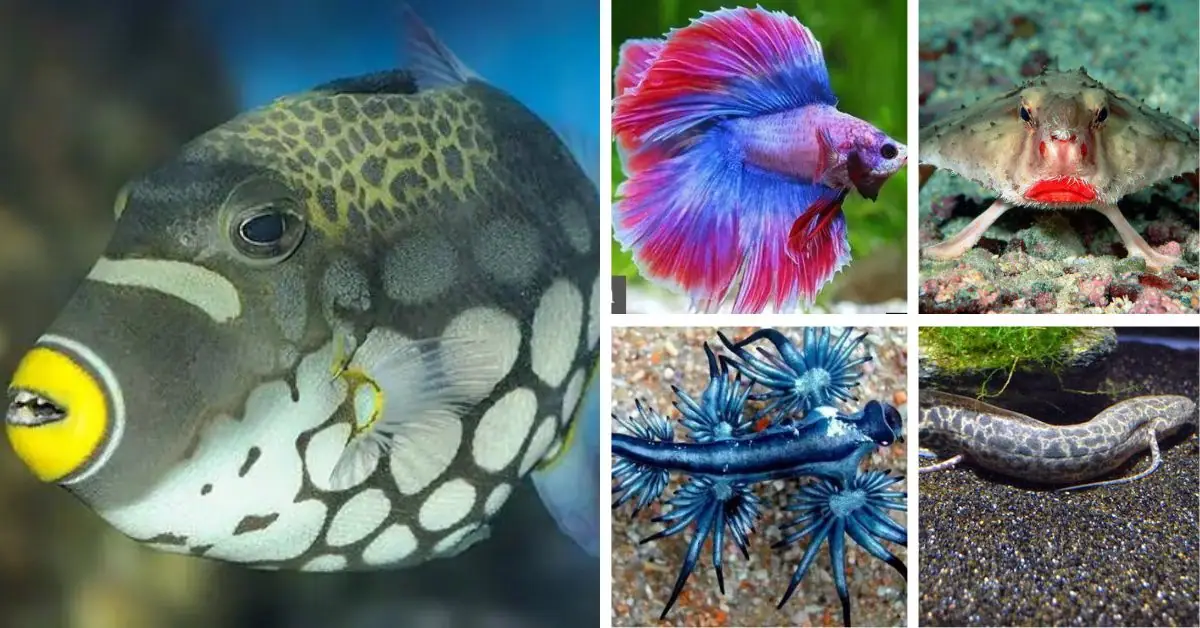top 10 rarest fish in the world