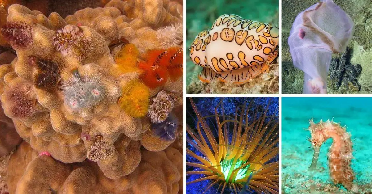 12 most beautiful sea creatures in the world