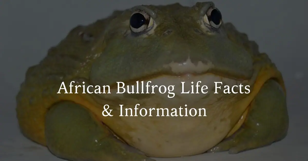 African Bullfrog Life Facts & Information