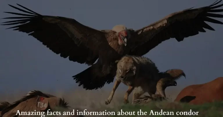 Amazing facts and information about the Andean condor