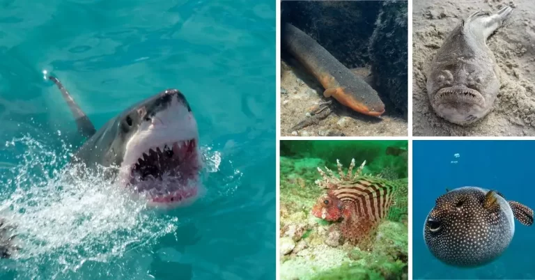 Meet The 9 World’s Most Dangerous Fish