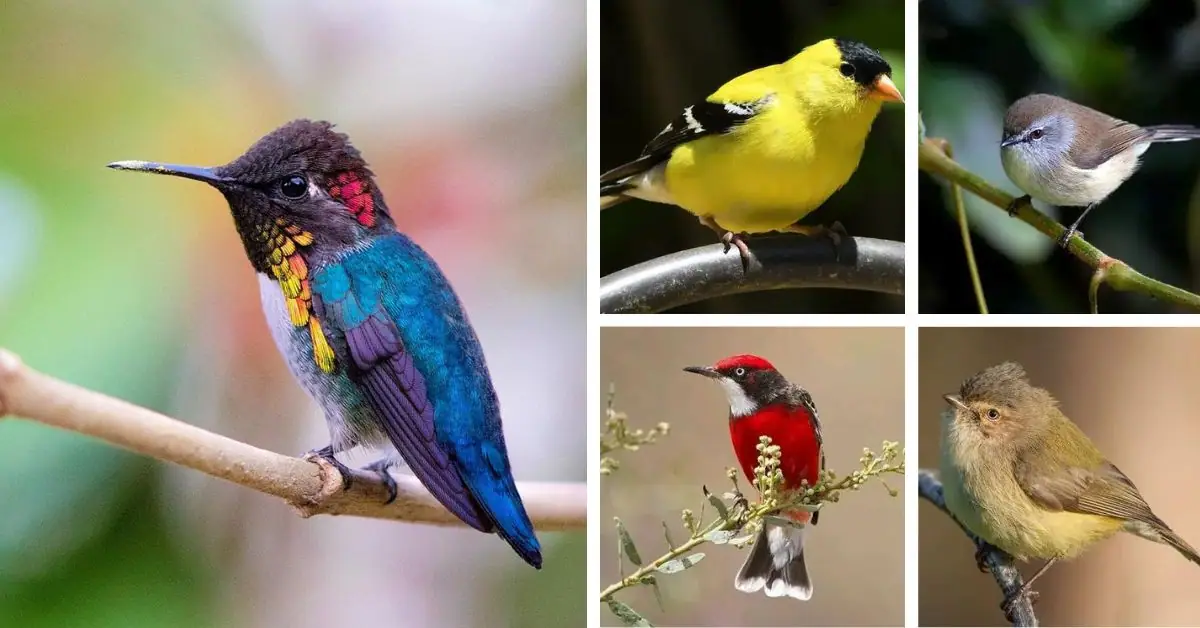 top 11 smallest birds in the world