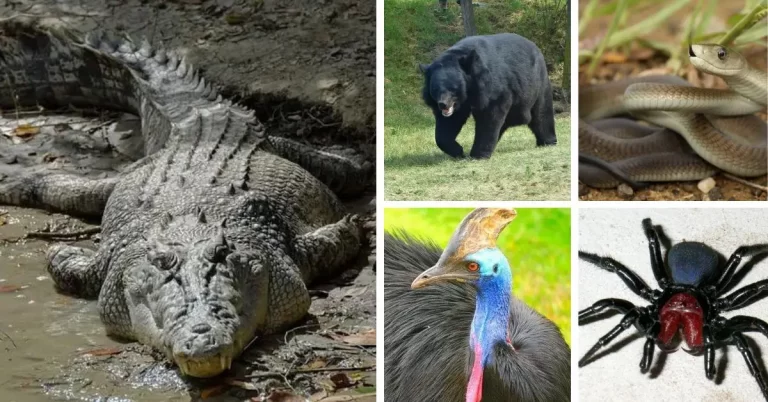 Know about the 10 World’s Most Aggressive Animals