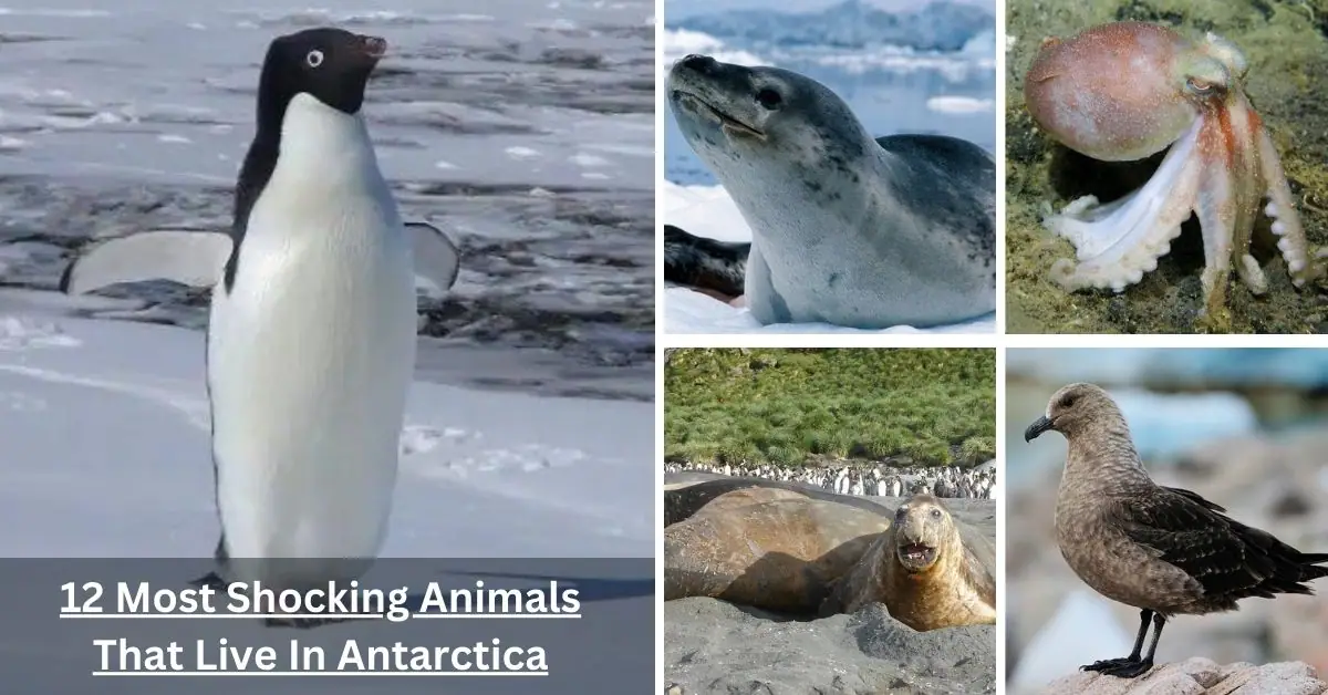 12 Most Shocking Animals That Live In Antarctica - Arctic Animals