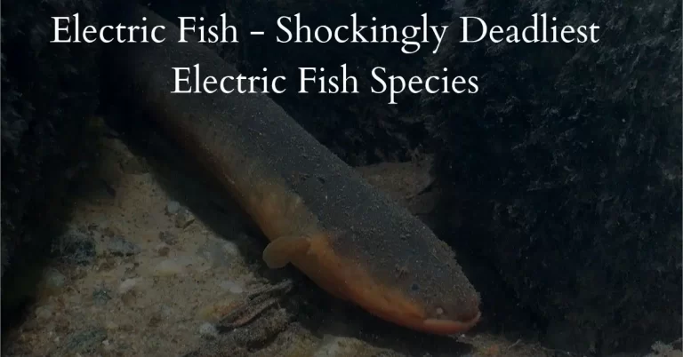 Electric Fish – Shocking Deadliest Electric Fish Species