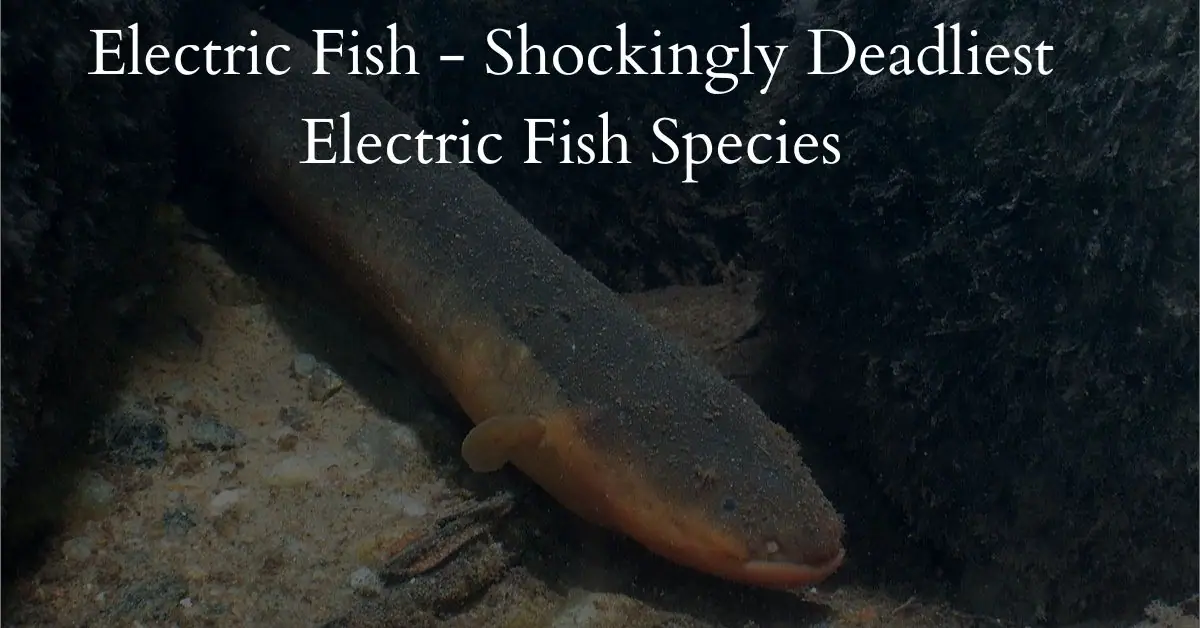 Electric Fish - Shockingly Deadliest Electric Fish Species
