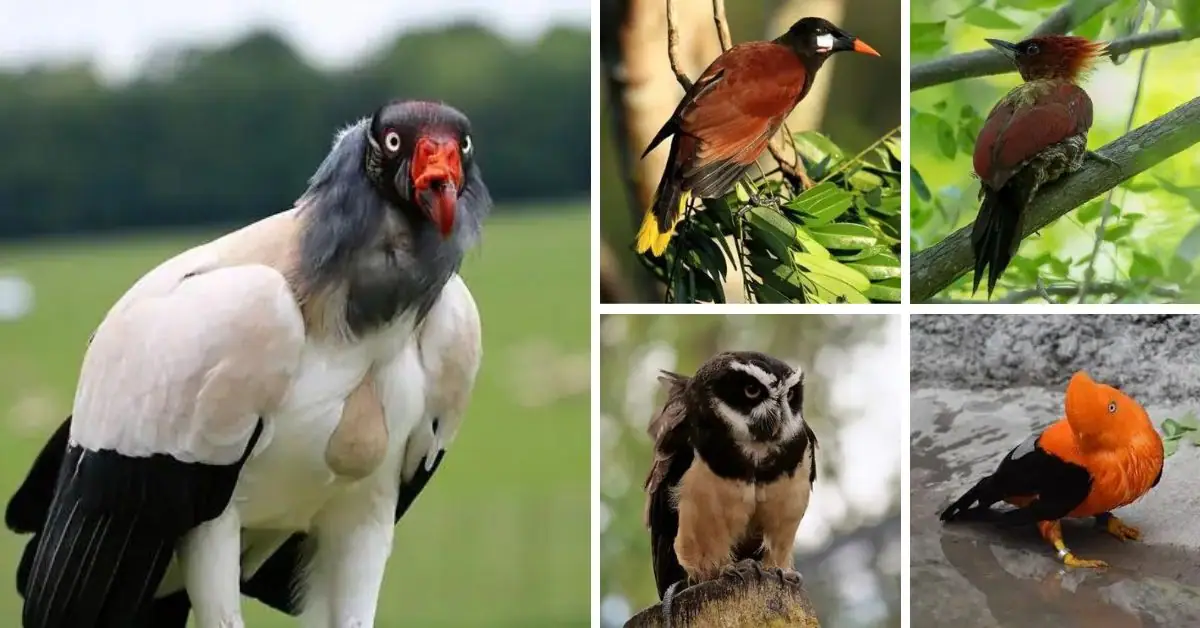 top 10 most beautiful birds of the amazon rainforest