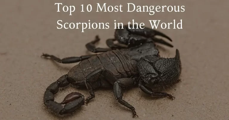 Top 10 Most Dangerous Scorpions in the World
