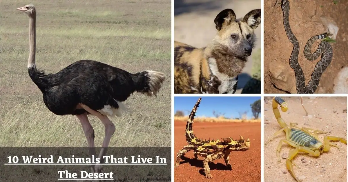 10 Weird Animals That Live In The Desert