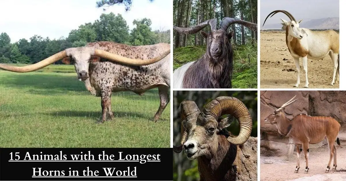 15 animals with the longest horns in the world
