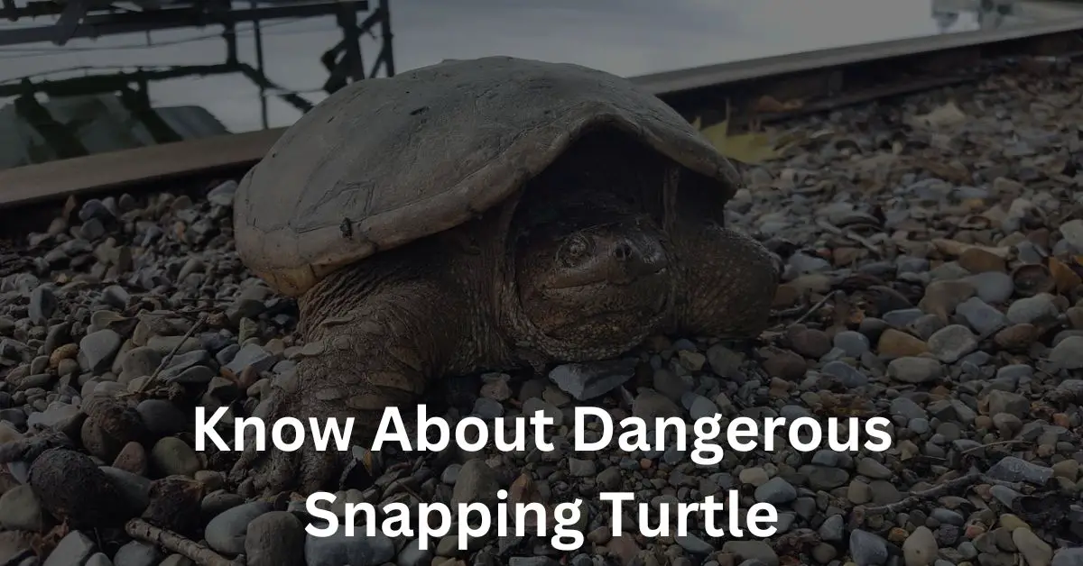 know about dangerous snapping turtle