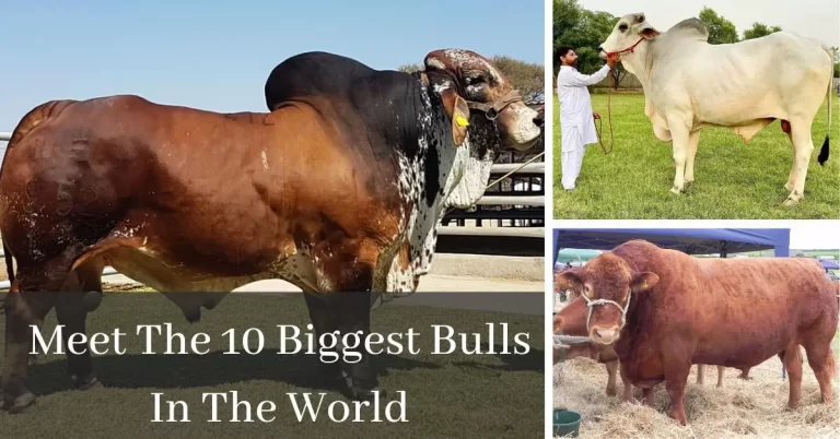 Meet The 10 Biggest Bulls In The World