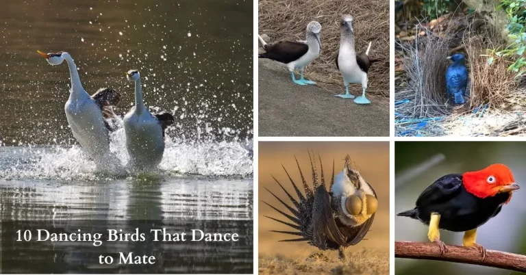 10 Dancing Birds That Dance to Mate