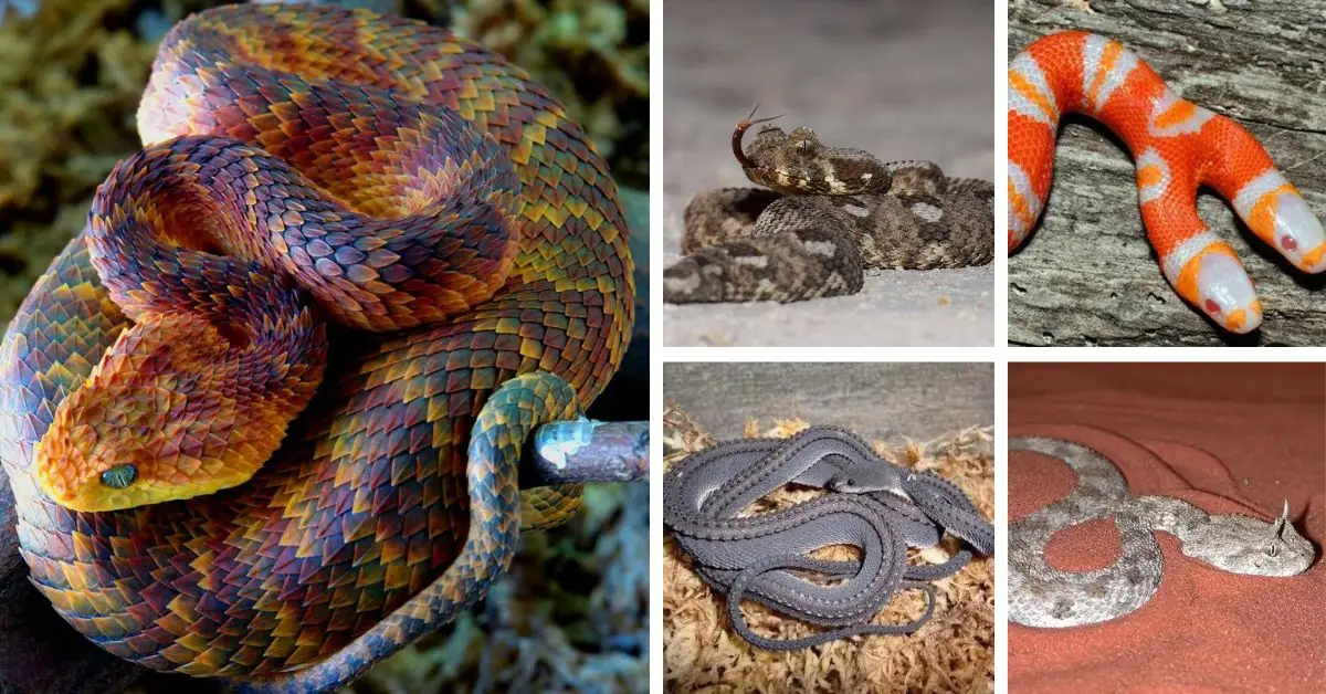 10 rarest snakes in the world