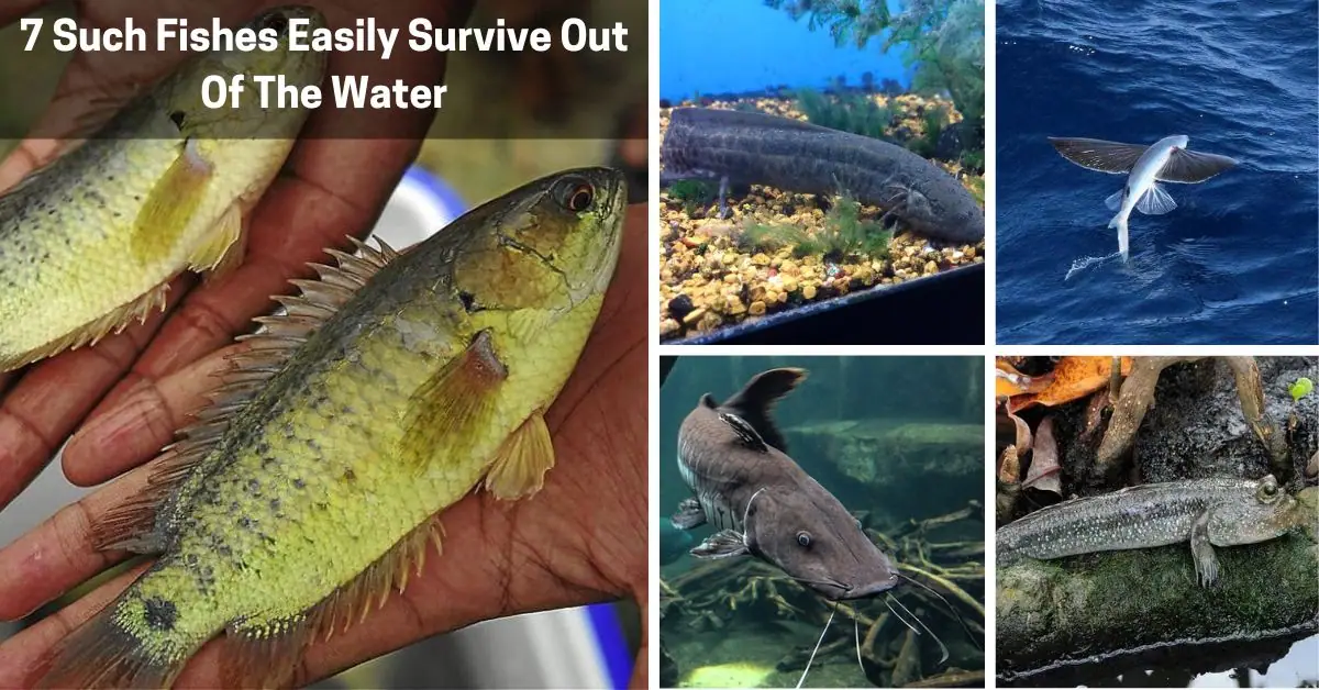 7 such fishes easily survive out of the water