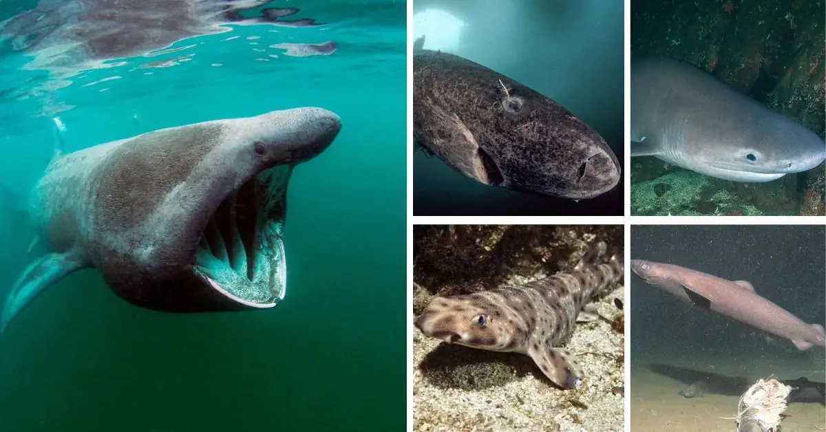 top 10 deep sea sharks