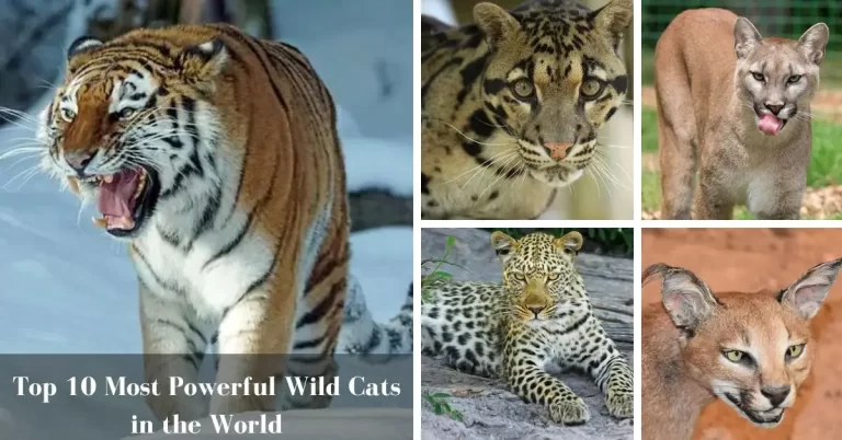 Top 10 Most Powerful Wild Cats in the World