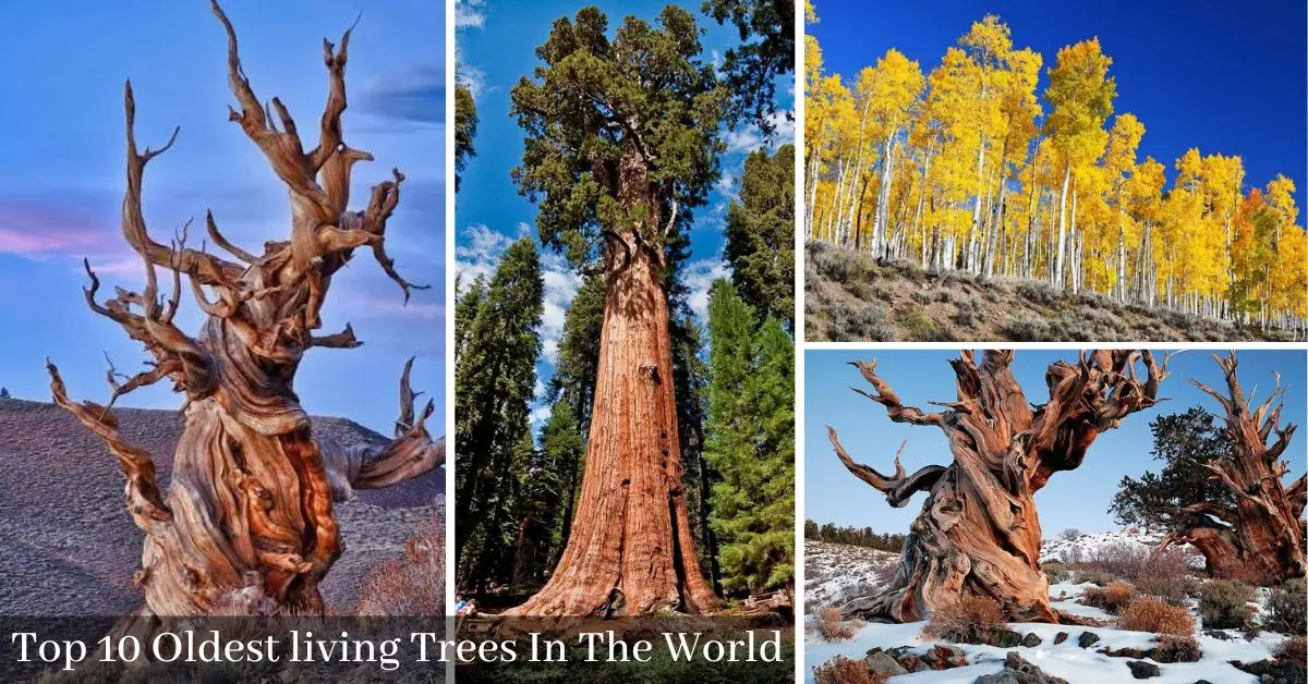 top 10 oldest living trees in the world