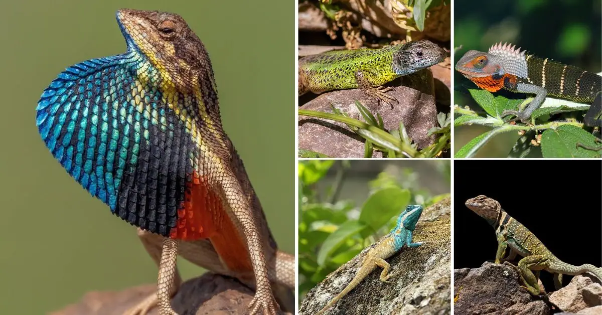 11 cutest lizards in the world