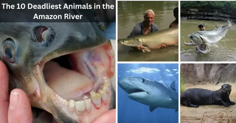 The 10 Deadliest Animals in the Amazon River