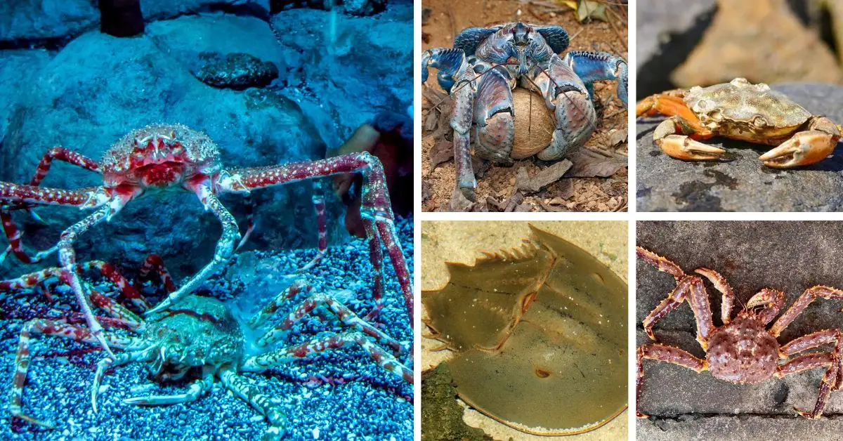 top 10 largest crab species in the world