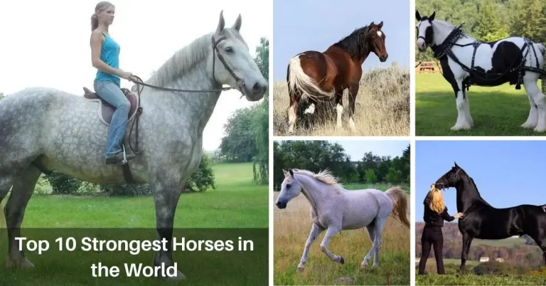 Top 10 Strongest Horses in the World