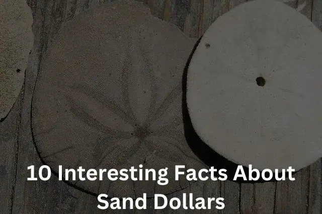 10 Interesting Facts About Sand Dollars